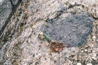 http://www.virguleflottante.com/files/gimgs/th-23_F1010008.jpg