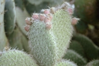 http://www.virguleflottante.com/files/gimgs/th-24_24_Cactus.jpg