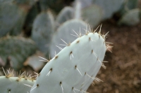 http://www.virguleflottante.com/files/gimgs/th-24_Cactus3.jpg