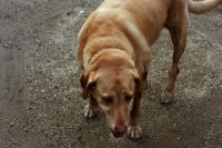 http://www.virguleflottante.com/files/gimgs/th-24_Griffith_Chien2.jpg