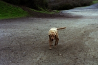 http://www.virguleflottante.com/files/gimgs/th-24_Griffith_Chien_1.jpg