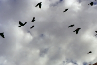 http://www.virguleflottante.com/files/gimgs/th-24_Street_6.jpg
