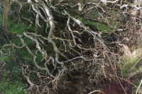 http://www.virguleflottante.com/files/gimgs/th-26_IMG025v2.jpg