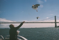 http://www.virguleflottante.com/files/gimgs/th-27_pigeon1.jpg