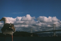 http://www.virguleflottante.com/files/gimgs/th-27_pigeon3.jpg
