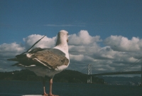 http://www.virguleflottante.com/files/gimgs/th-27_pigeon4.jpg
