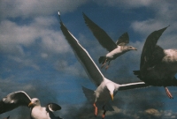 http://www.virguleflottante.com/files/gimgs/th-27_pigeon5.jpg