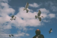 http://www.virguleflottante.com/files/gimgs/th-27_pigeon7.jpg