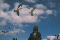 http://www.virguleflottante.com/files/gimgs/th-27_pigeon8.jpg